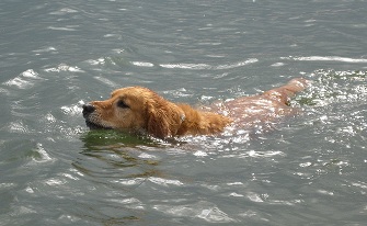 Que du bonheur pour un chien de pouvoir nager