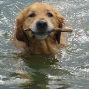 Jouer avec votre chien en envoyant un baton à l'eau et demandez-lui de le ramener